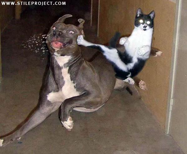 [dog_cat_fight.jpg]