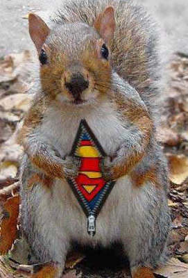 [Squirrel+superman+ardilla.jpg]