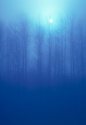 [Skagit_Blue_niebla_fog.JPG]