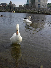 Look at the lovely swans swimming in the Ystwyth, oh look, one of them's coming closer...