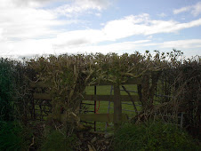 hedgerow composition