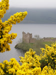 Gorse blossoms and Urqhart Castle on the loch Ness