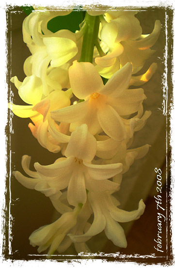 [hyacinths.jpg]