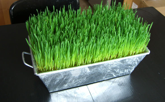 [wheat+grass.jpg]