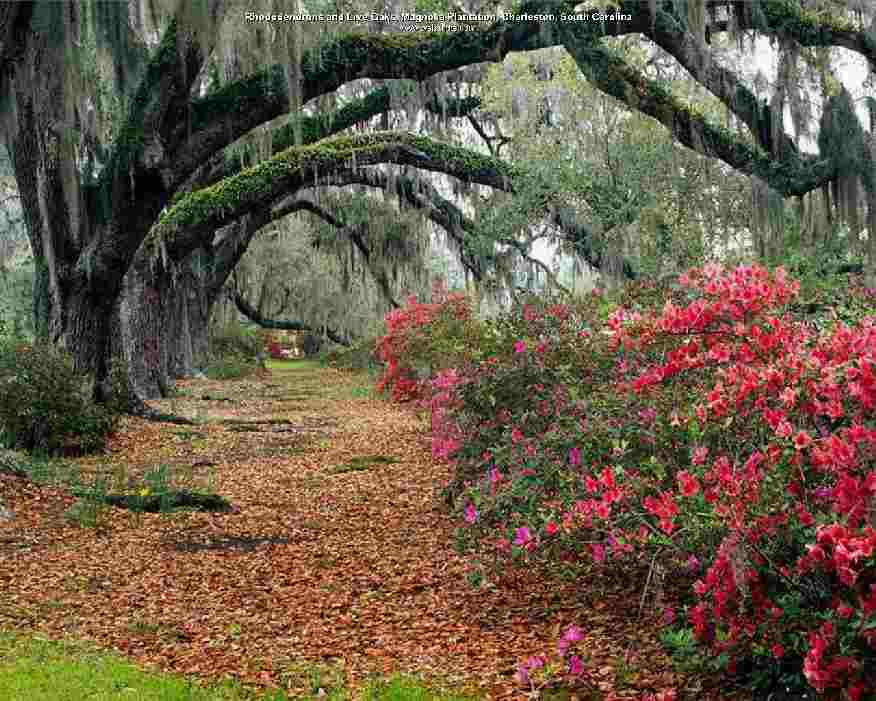 [Rododendronos+and+Live+Oaks,+Magnolia+Plantation,+Charleston,+South+Carolina.jpg]