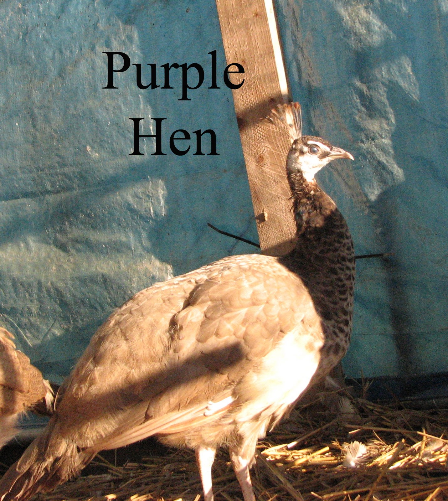 [purplehen+for+sale+copy.jpg]
