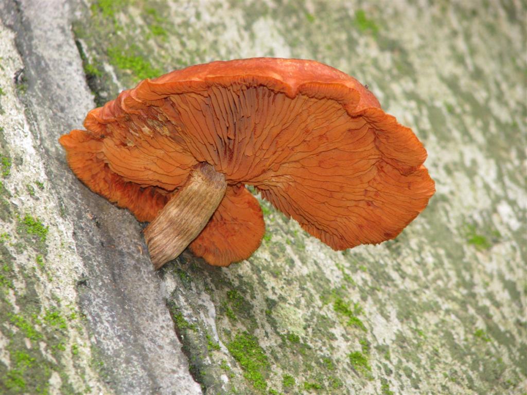 [Orange+mushroom_2+(Large).JPG]