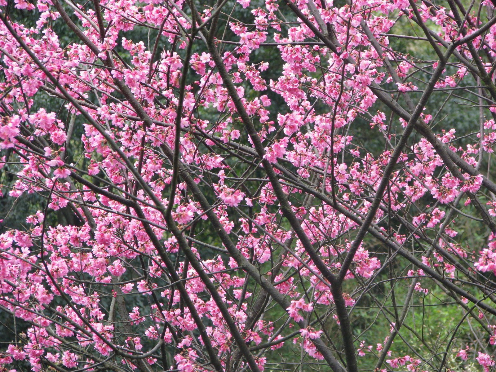 [Cherry+blossoms_03.JPG]