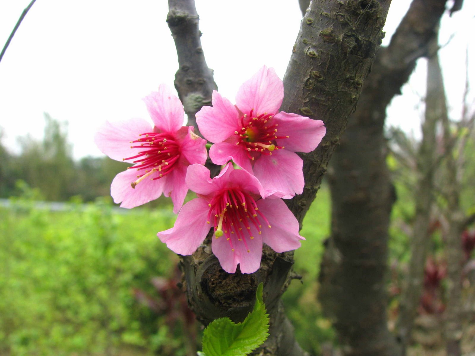 [Cherry+blossoms_06.JPG]
