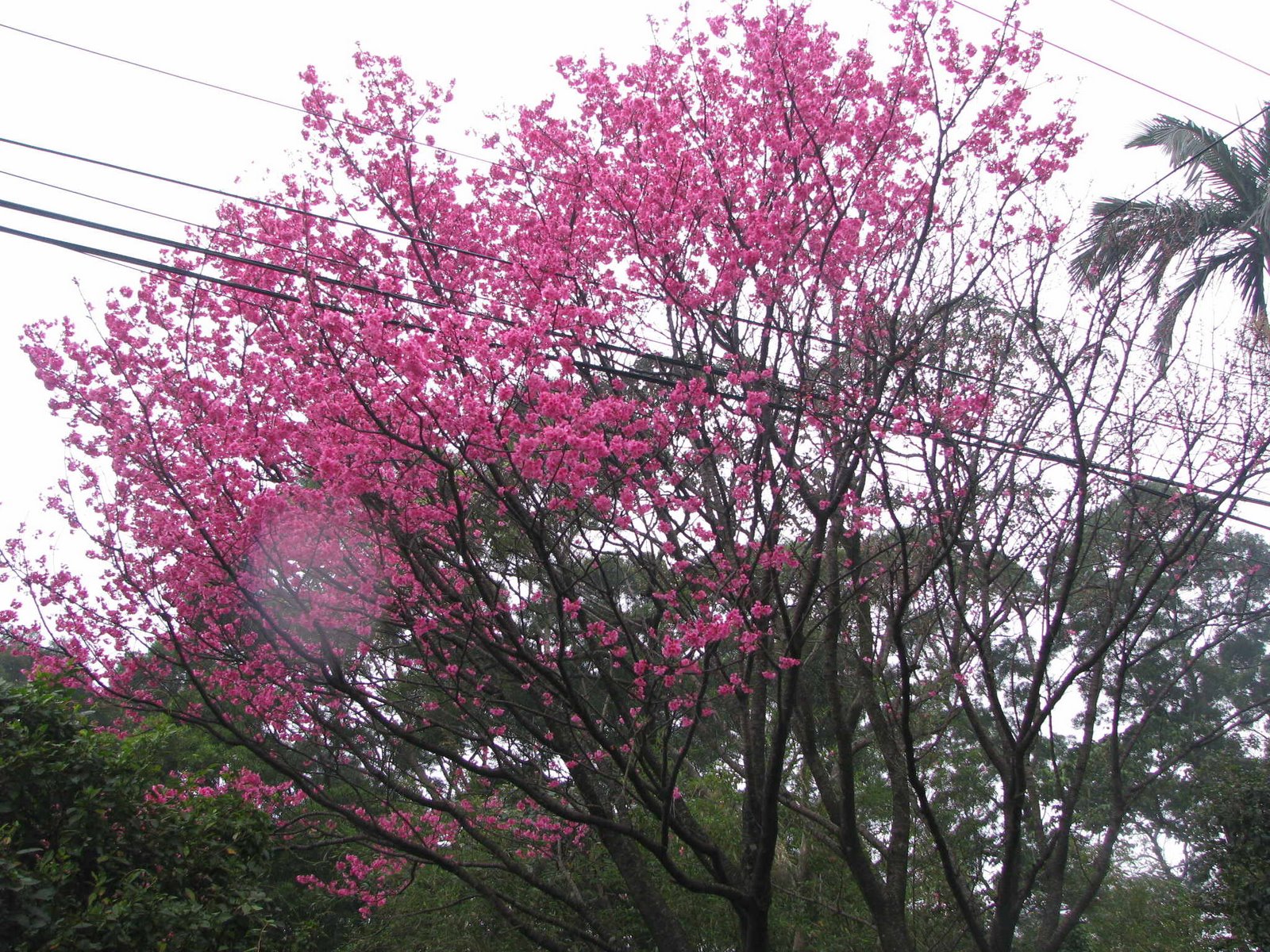 [Cherry+blossoms_11.JPG]