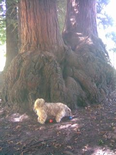 [penny+in+front+of+redwood+tree.jpg]