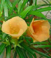 Thevetia peruviana (yellow apricot flower)