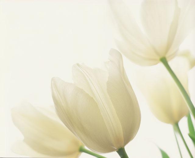 [tulipabranca[1].jpg]