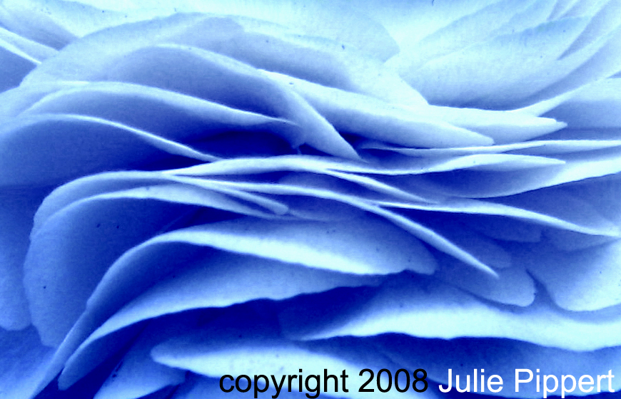 [Ranuculus_blue+wave_copyright.jpg]