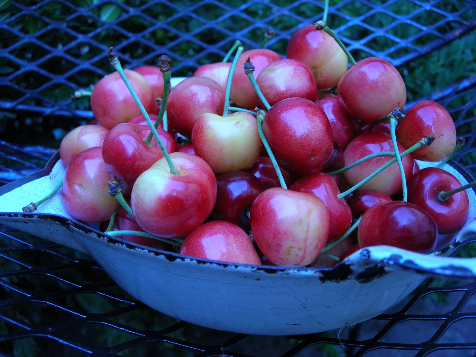 [white+cherries.JPG]
