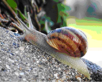 [garden+snail.bmp]