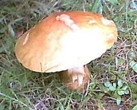 [mushroom10.jpg]