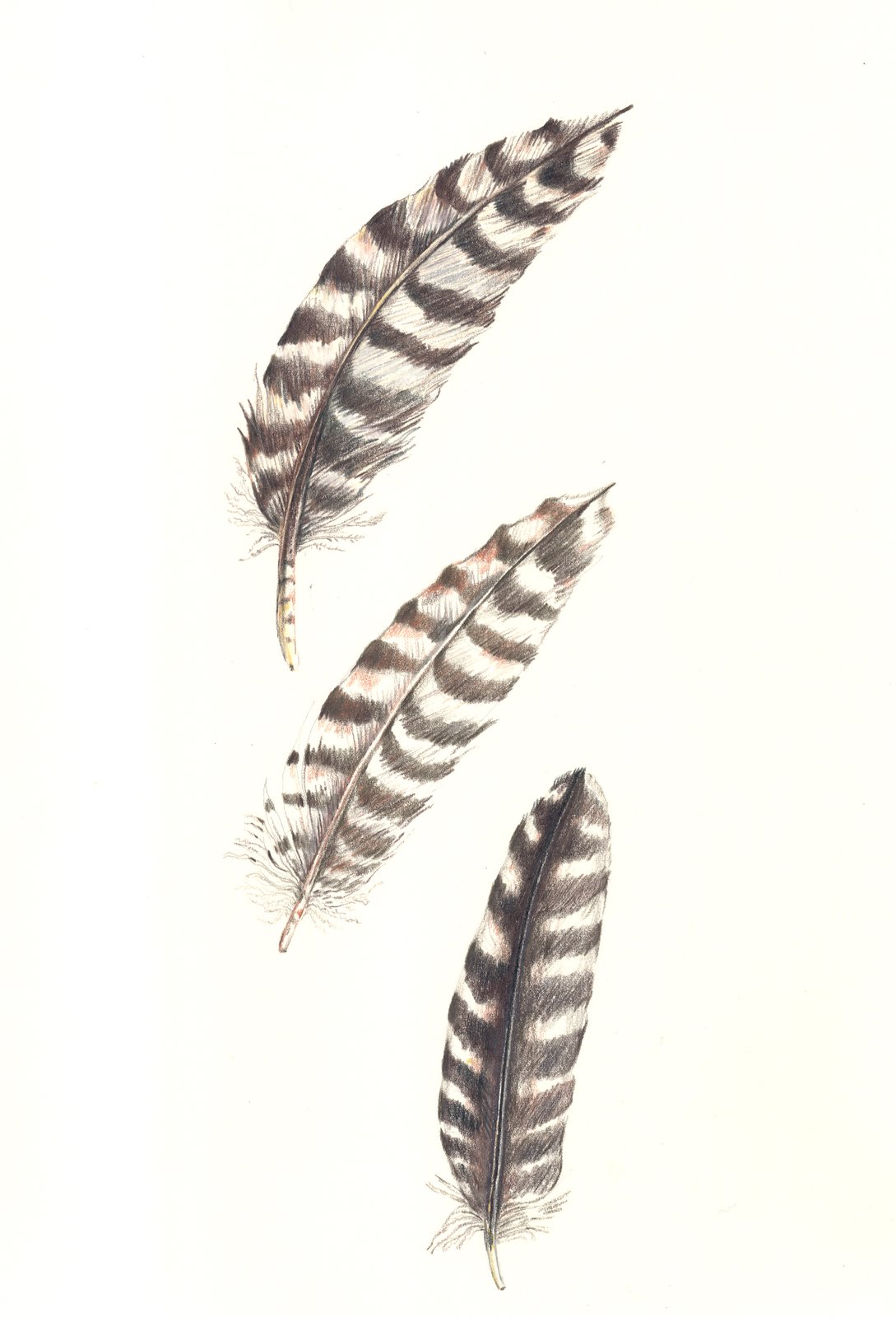 [3pencil++feathers.bmp]