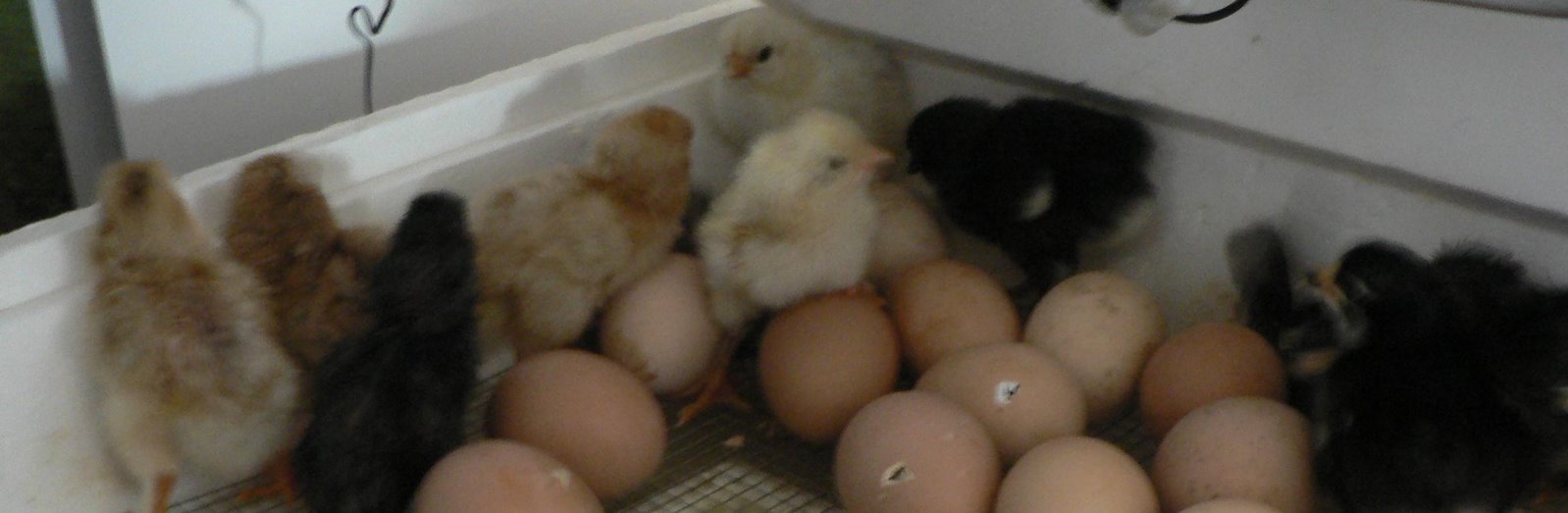 [chicks+in+incubator.jpg]