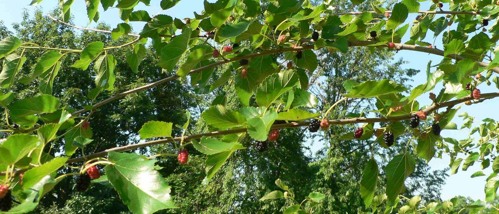[mulberries.jpg]