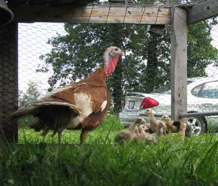 [turkey+hen+and+poults.jpg]