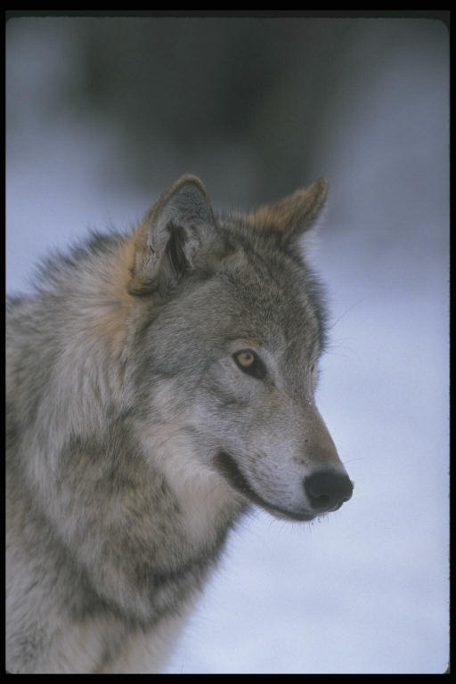 [wolf+profile+in+snow.jpg]