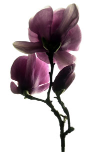 [magnolia_branches_sm.jpg]