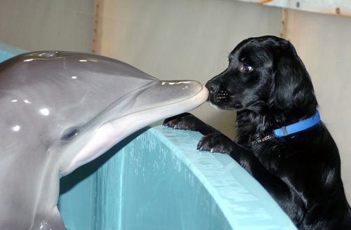 [Dolphin+and+Dog.bmp]