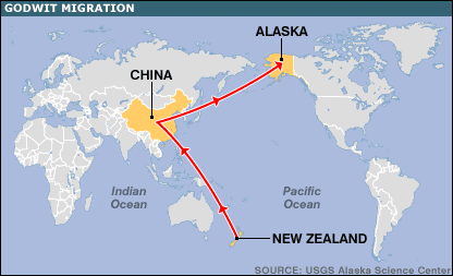 [NZ+godwit+migration.gif]