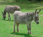 [Donkeys03.jpg]