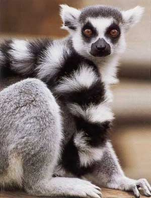 [ring-tailed+lemur.jpg]