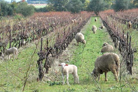 [sheep+in+the+vines.bmp]