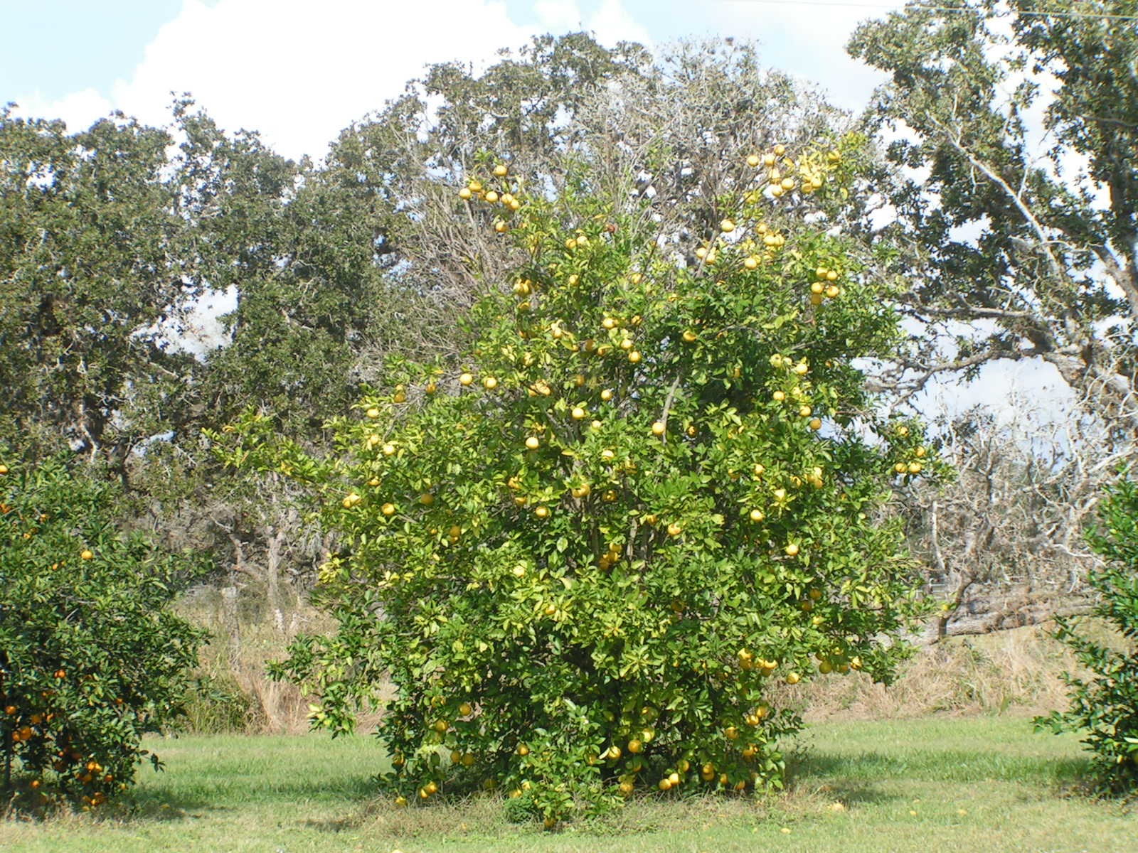 [lemon+tree+after+picking1.jpg]