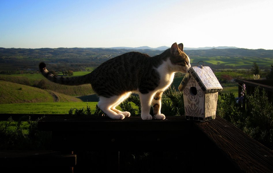 [cat+and+bird+house.jpg]