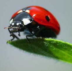 [Ladybug6_www_kidzcraftz_ca-1.jpg]