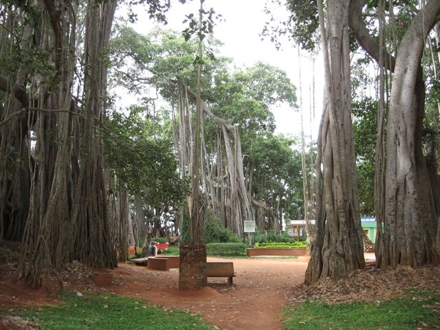 Big Banyan Tree, Ramohalli, Bangalore