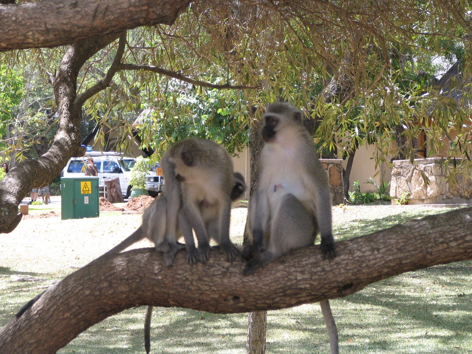 [012+Vervet+Monkeys+in+Camp+at+Kruger.jpg]
