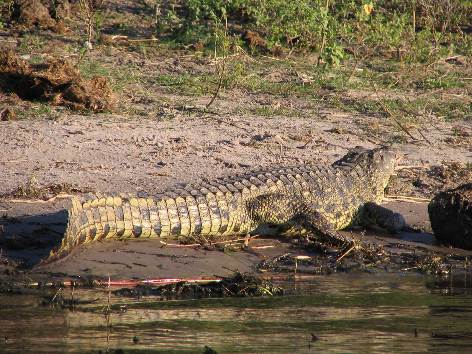 [067+Crocodile+in+Chobe+National+Park.jpg]