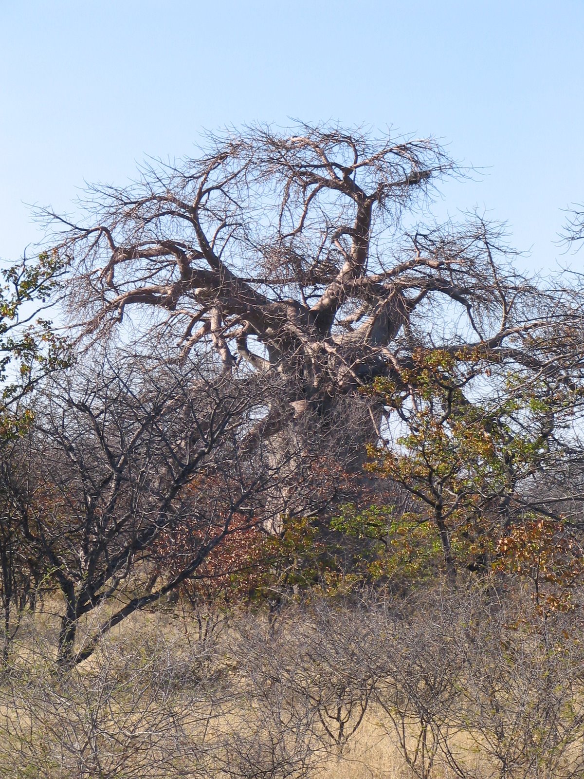 [062+Boabab+Tree+in+Botswana.jpg]