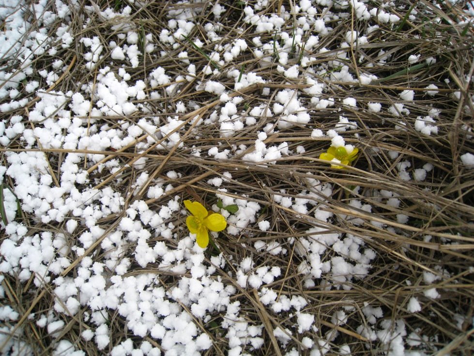 [buttercups+and+tiny+snowballs2.JPG]