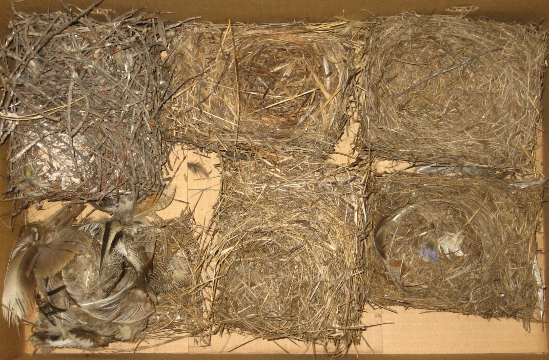 [nests-from-don.JPG]
