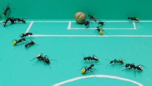 [ants_soccer_5.jpg]