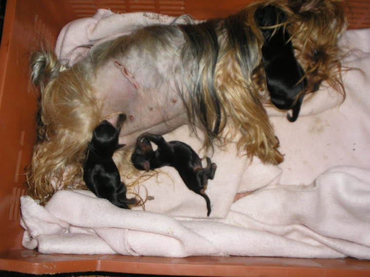 marylin y sus bebes despues de su cesarea