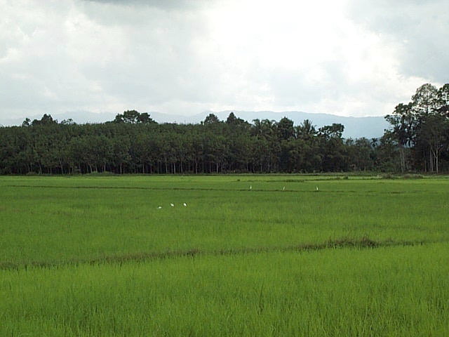 [Rice+and+Rubber+typical+view.jpg]