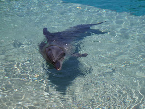 Dolphin cove Sea World!
