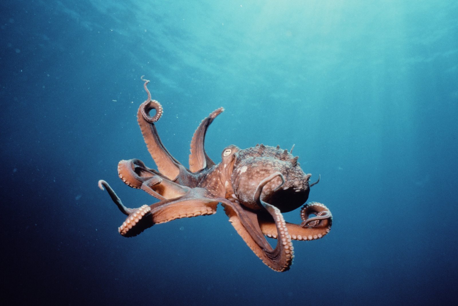 [octopus.jpg]