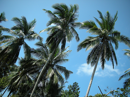 [pokok+kelapa.jpg]