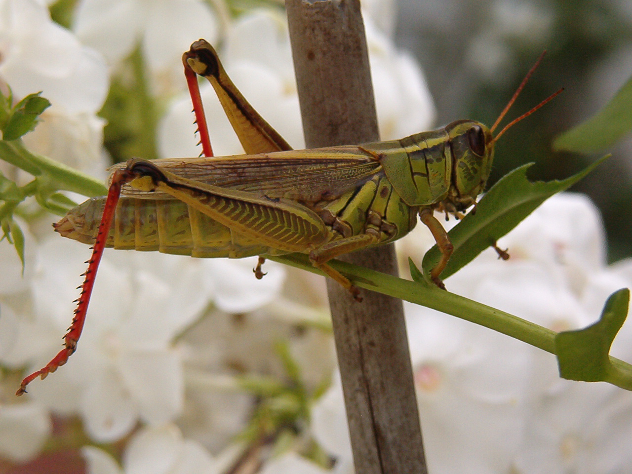 [grasshopper+huge.jpg]