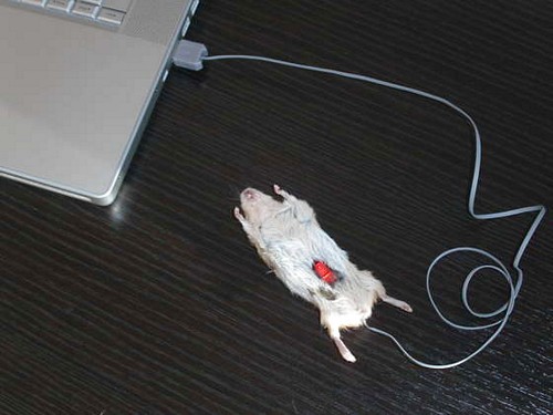 [computer_mouse_using_a_real_dead_mouse_3.jpg]