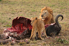 [240px-Male_Lion_and_Cub_Chitwa_South_Africa_Luca_Galuzzi_2004.JPG]